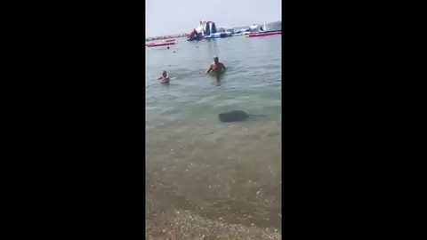 Una raya crea alerta entre los bañistas en la playa de La Malagueta Una raya crea alerta entre los bañistas en la playa de La Malagueta