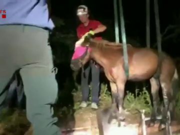 Los bomberos rescatan a un caballo que cayó a una fosa séptica