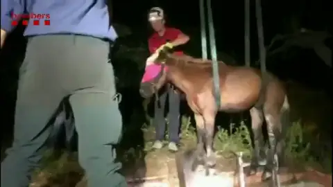 Los bomberos rescatan a un caballo que cayó a una fosa séptica Los bomberos rescatan a un caballo que cayó a una fosa séptica