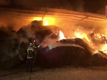 Varias ovejas muertas tras un incendio en un granja Varias ovejas muertas tras un incendio en un granja