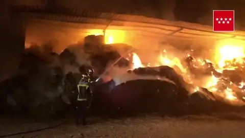Varias ovejas muertas tras un incendio en un granja Varias ovejas muertas tras un incendio en un granja