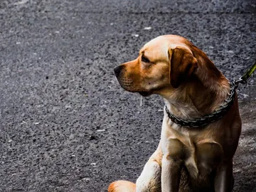 Perro en la calle Perro en la calle