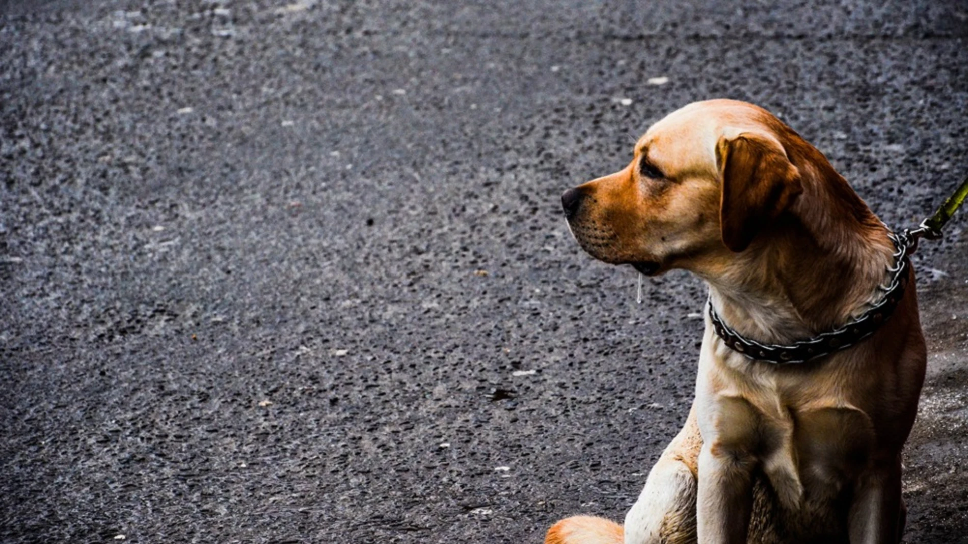 Perro en la calle Perro en la calle