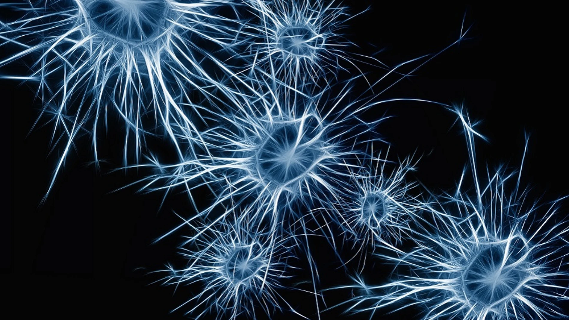 Neuronas Neuronas
