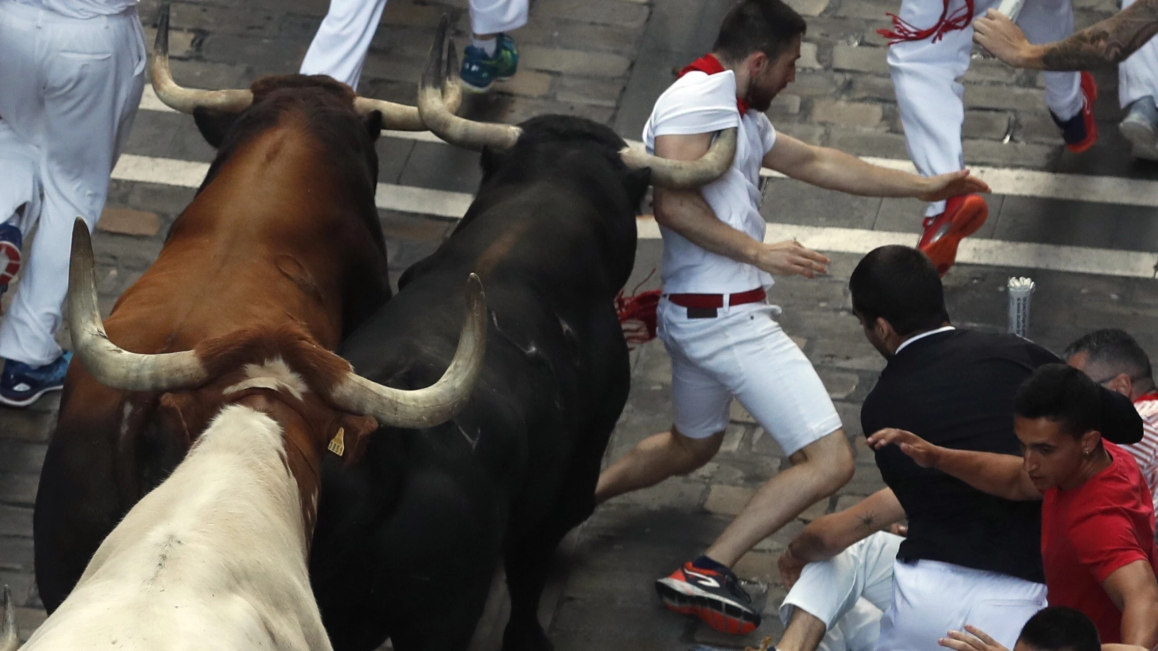 Los toros de la ganadería de La Palmosilla, de Tarifa Los toros de la ganadería de La Palmosilla, de Tarifa