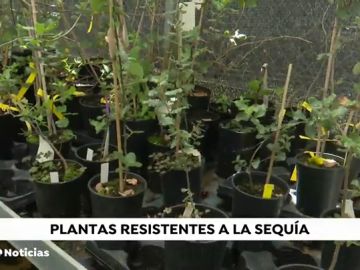 Los 'superárboles' que lucharán contra la sequía y el calor: clones para repoblar cuando suban las temperaturas