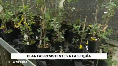 Los 'superárboles' que lucharán contra la sequía y el calor: clones para repoblar cuando suban las temperaturas Los 'superárboles' que lucharán contra la sequía y el calor: clones para repoblar cuando suban las temperaturas