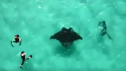 Fotografía de la mantarraya Fotografía de la mantarraya
