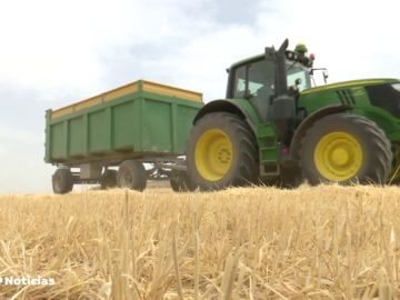  La mitad de la cosecha de girasol de toda la provincia de Cuenca se puede perder a causa de la sequía