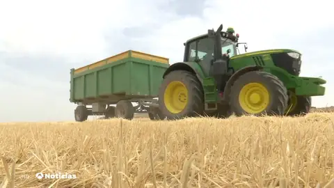 La mitad de la cosecha de girasol de toda la provincia de Cuenca se puede perder a causa de la sequía La mitad de la cosecha de girasol de toda la provincia de Cuenca se puede perder a causa de la sequía