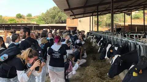 Los activistas grabando a las vacas Los activistas grabando a las vacas