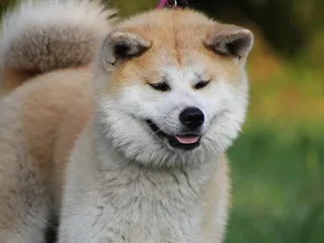 Imagen de un Akita Inu Imagen de un Akita Inu