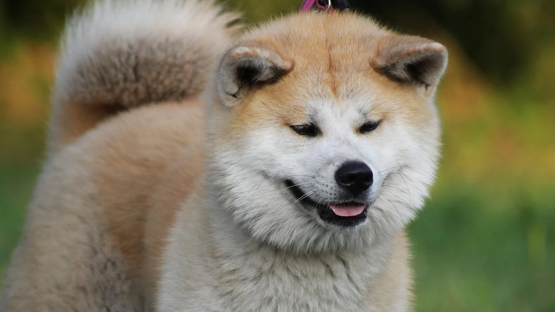 Imagen de un Akita Inu Imagen de un Akita Inu