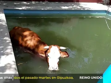 Rescatan a una vaca atrapada en una piscina Rescatan a una vaca atrapada en una piscina