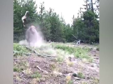 Bisonte embiste a una niña Bisonte embiste a una niña