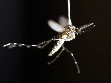 Mosquito Mosquito