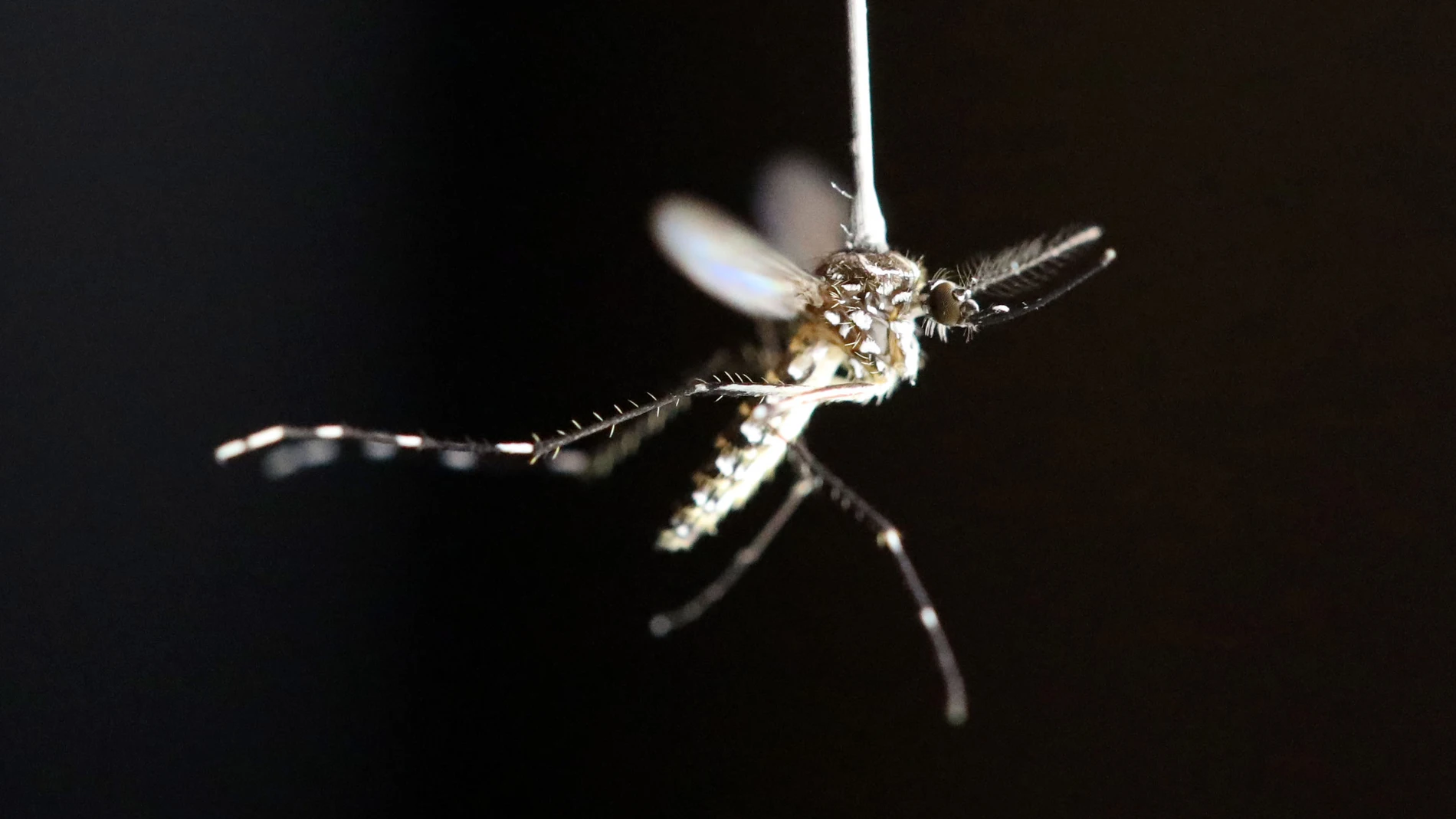 Mosquito Mosquito