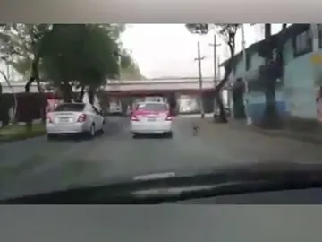El perro corriendo tras sus dueños El perro corriendo tras sus dueños