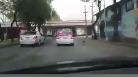 El perro corriendo tras sus dueños El perro corriendo tras sus dueños