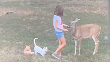 La niña con los animales