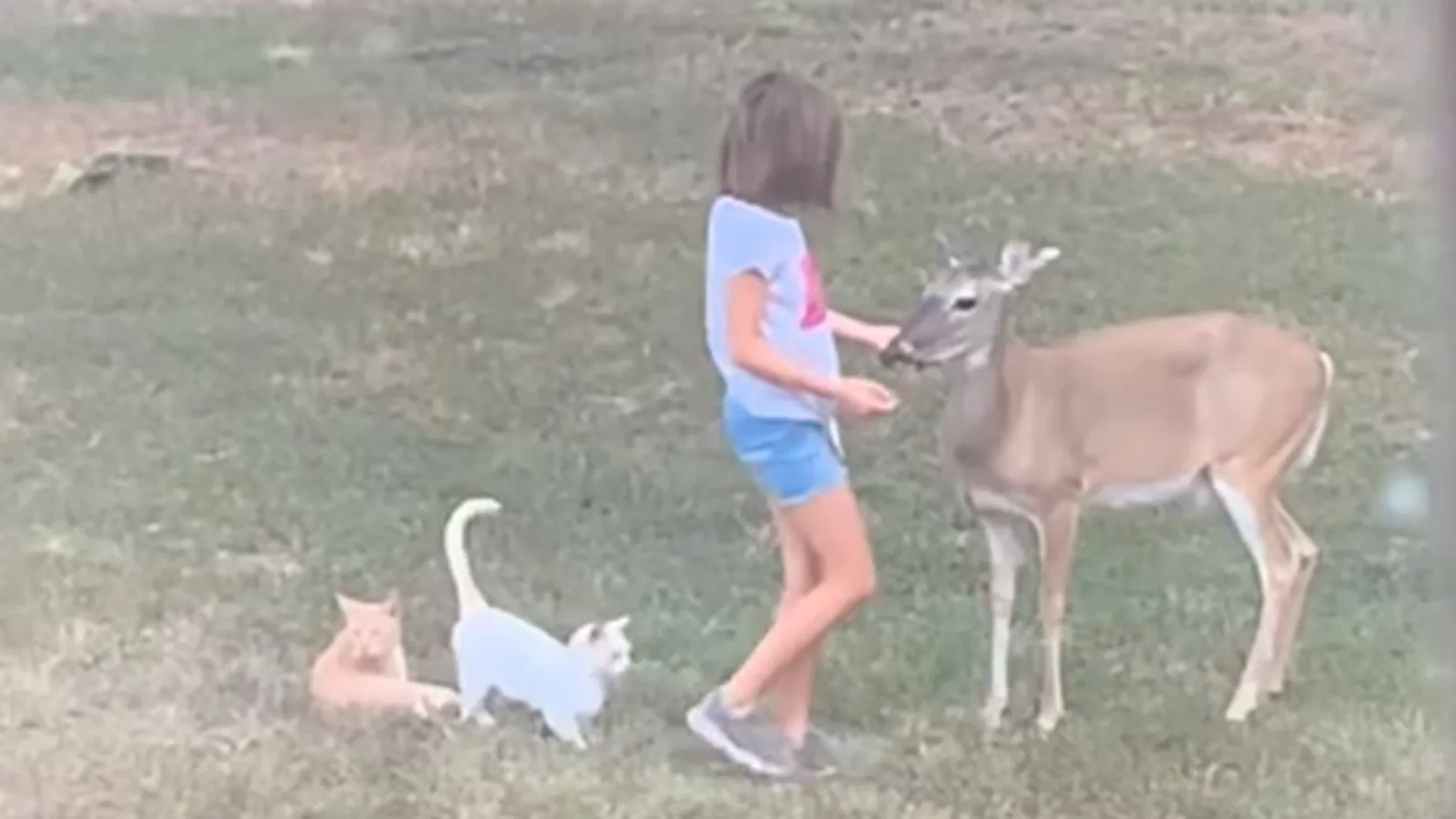 La niña con los animales La niña con los animales