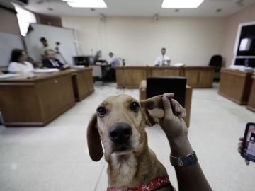 Campeón, el perro que ha asistido a un juicio por maltrato animal