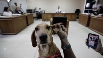 Campeón, el perro que ha asistido a un juicio por maltrato animal