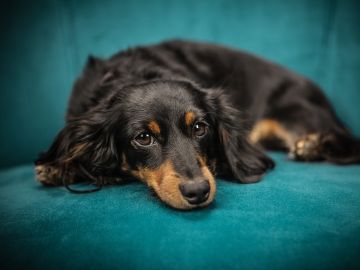 ¿Cómo reaccionaría tu mascota al verte con una careta hiperrealista de su cara? ¿Cómo reaccionaría tu mascota al verte con una careta hiperrealista de su cara?