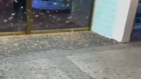 Plaga de saltamontes en Las Vegas Plaga de saltamontes en Las Vegas