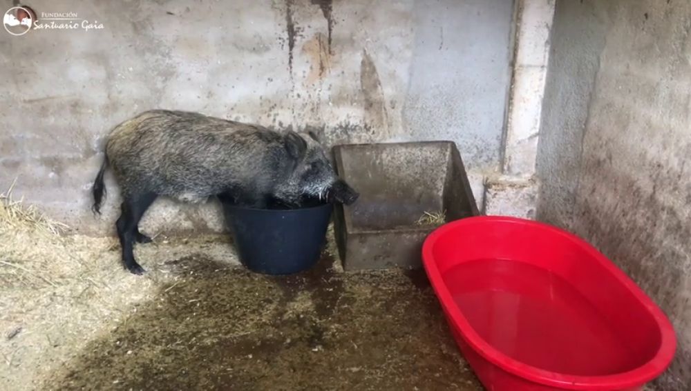 Rescatan a animales maltratados y abandonados en una granja de Girona
