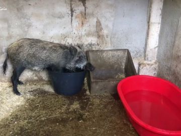 Rescatan a animales maltratados y abandonados en una granja de Girona