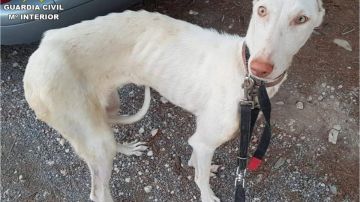 Uno de los perros rescatados por Seprona en Altea