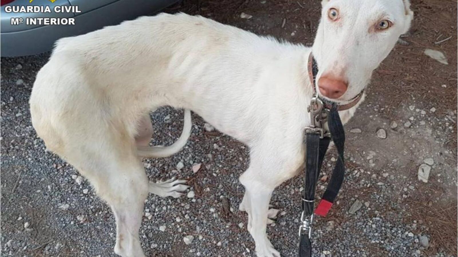  Rescatan a siete perros que llevaban varios días sin comida ni bebida en Altea