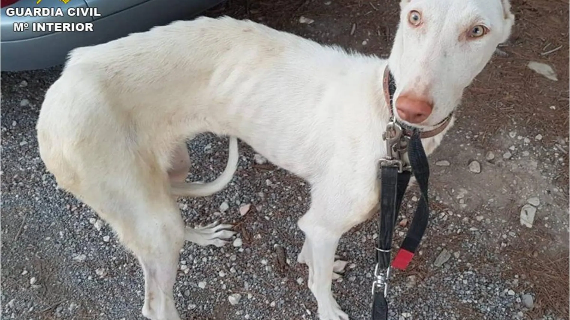 Uno de los perros rescatados por Seprona en Altea Uno de los perros rescatados por Seprona en Altea