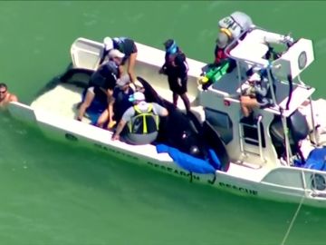 Decenas de turistas rescatan a cinco ballenas varadas en Florida