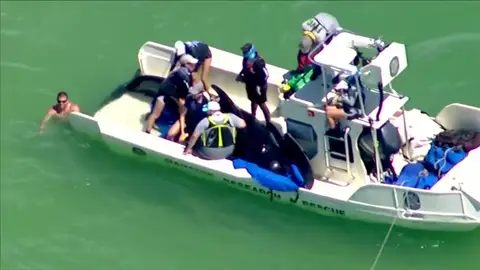 Decenas de turistas rescatan a cinco ballenas varadas en Florida Decenas de turistas rescatan a cinco ballenas varadas en Florida