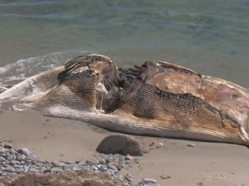 Retiran el cadáver de una ballena varada durante días en Cádiz