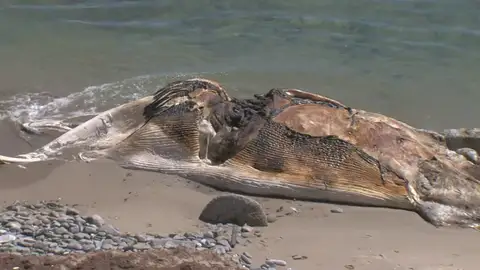 Retiran el cadáver de una ballena varada durante días en Cádiz Retiran el cadáver de una ballena varada durante días en Cádiz