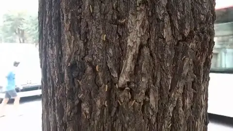 Alerta por una plaga de gusanos en el barrio barcelonés de Sant Andreu Alerta por una plaga de gusanos en el barrio barcelonés de Sant Andreu