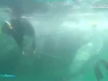 NUEVATIEMPOBALLENA NUEVATIEMPOBALLENA