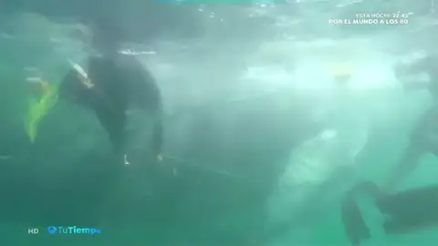 NUEVATIEMPOBALLENA NUEVATIEMPOBALLENA
