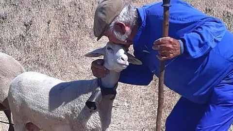 Guillermo Cano con una de sus ovejas. Guillermo Cana con una de sus ovejas.