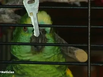 TARZÃN LOR TARZÃN LOR