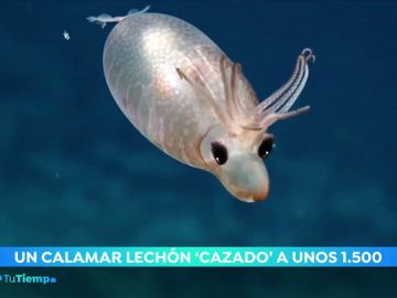 Un calamar lechón visto a más de 1.500 metros de profundidad