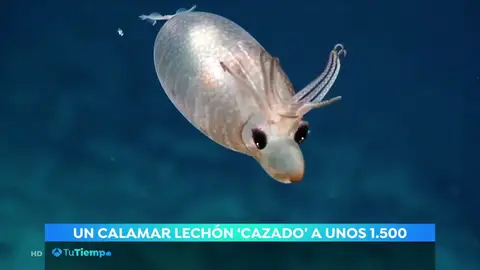 Un calamar lechón visto a más de 1.500 metros de profundidad Un calamar lechón visto a más de 1.500 metros de profundidad