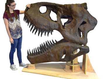 Replica de una calavera de Tyrannosaurus Rex Replica de una calavera de Tyrannosaurus Rex