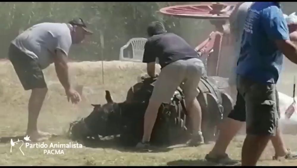 Un caballo se desploma "de agotamiento" en una prueba de tiro y arrastre de Riba-roja del Túria (Valencia)