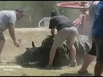 Un caballo se desploma "de agotamiento" en una prueba de tiro y arrastre de Riba-roja del Túria (Valencia) Un caballo se desploma "de agotamiento" en una prueba de tiro y arrastre de Riba-roja del Túria (Valencia)
