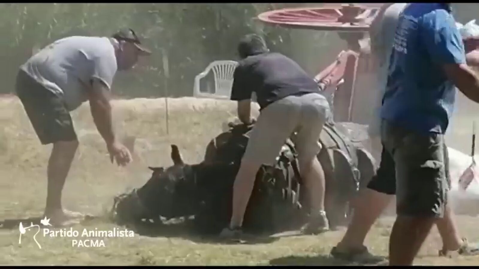 Un caballo se desploma 