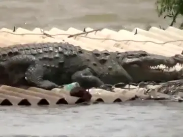Curiosa imagen de un cocodrilo sobre un tejado Curiosa imagen de un cocodrilo sobre un tejado